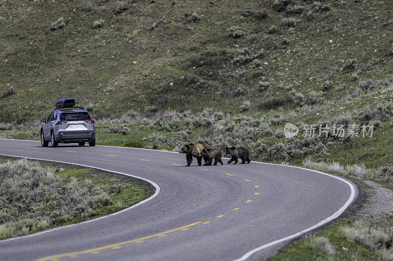 灰熊(Ursus arctos horrible bilis)，也被称为北美棕熊或简称为灰熊。黄石国家公园，怀俄明州。熊妈妈和小熊穿过马路